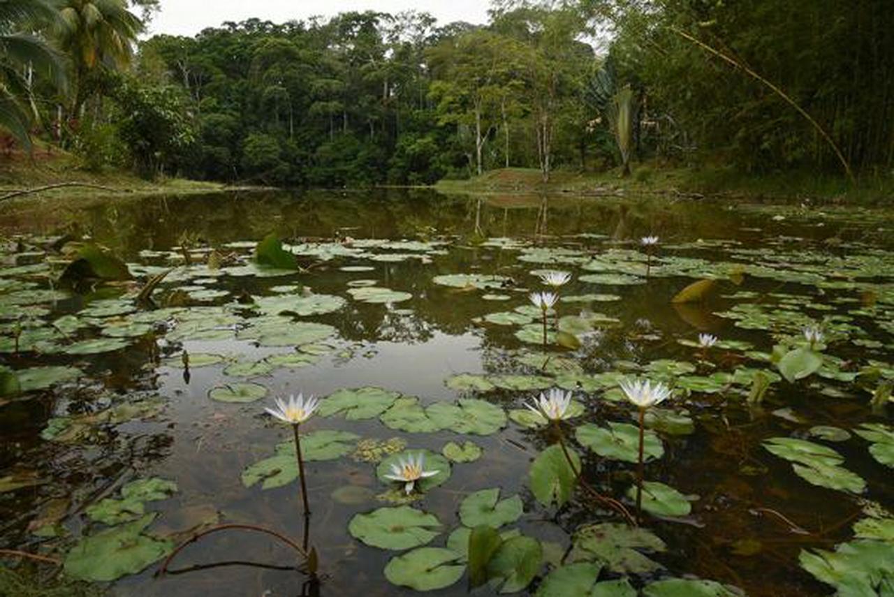 La Laguna Del Lagarto Eco-Lodge Pital  Exterior foto